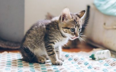 Help, mijn kitten is kreupel na vaccinatie! (limping disease)