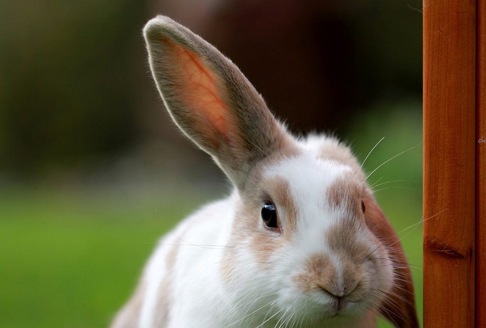 Aanbevolen voor konijnen en knaagdieren