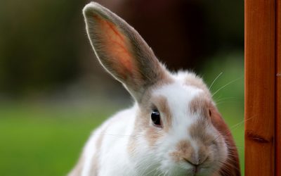 Aanbevolen voor konijnen en knaagdieren